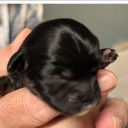 Micky - Grizzle male Lhasa Apso puppy in Fort Worth, Texas from Cynthia's Lhasa Apsos