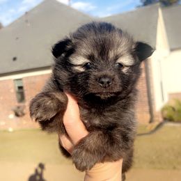 Lottie - Black female Pomeranian puppy in Hernando, Mississippi from The Pom Squad