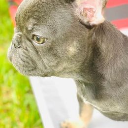 French Bulldogs from Prestigious Texas Frenchies