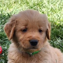 Green collar - Dark golden male Golden Retriever puppy in Boulder, Montana from Sharee's Golden Retrievers