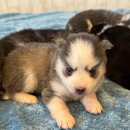 Chai - Blue female Pomsky puppy in Gunter, Texas from The Painted Pomsky