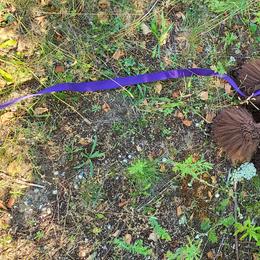 Poodle Puppies from My Buddies Puppies