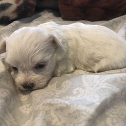 Maltese Puppies from Emotional Amor Support