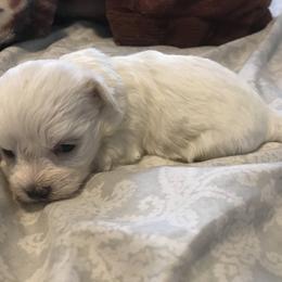Maltese Puppies from Emotional Amor Support