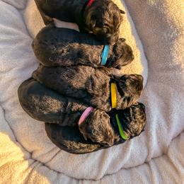 German Shepherd puppies from German Shepherds Von Washington