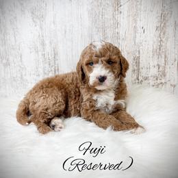 Fuji - Red  male Goldendoodle puppy in from Pink Poodles and Doodles