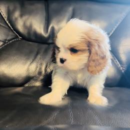 Charlie - Blenheim male Cavalier King Charles Spaniel puppy in Maynardville, Tennessee from Lockwood Cavaliers