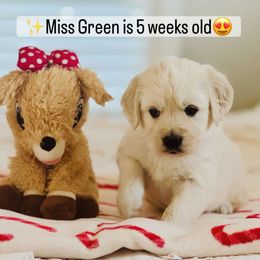 Miss Green - Light golden female Golden Retriever puppy in Pocatello, Idaho from Dusk View Golden Retrievers