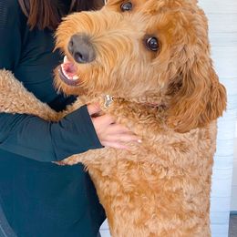 Labradoodle All Grown Up from Faulkner Doodles