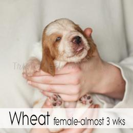 Wheat - Red and white female Basset Hound puppy in Jefferson City, Missouri from Triple Hill Farm