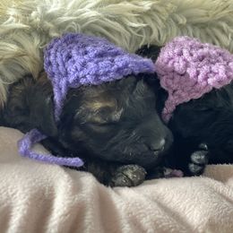 Goldendoodle, Miniature Schnauzer, and Poodle Puppies from 501Doodles