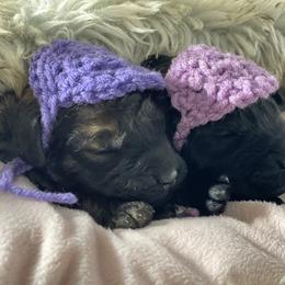 Goldendoodle, Miniature Schnauzer, and Poodle Puppies from 501Doodles