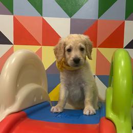 Mr. Yellow - Cream male Goldendoodle puppy in Blue Springs, Missouri from Farmstead 51