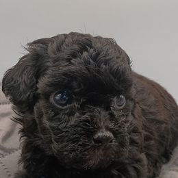 Levi - Black male Poodle puppy in Walterboro, South Carolina from Puddlejumpers