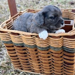 Girl 1 - Cavapoo puppy from Southern Charm Cavapoos