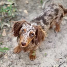 Mauser - Dachshund