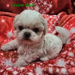 Cream Colored Boy - Cream and white male Shih Tzu puppy in Tenino, Washington from Dolled Up Pup