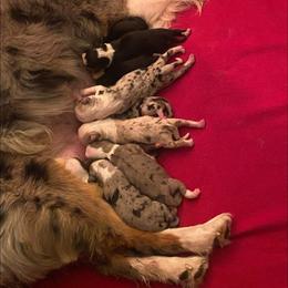 Miniature Australian Shepherd Puppies from High Mountain Aussies