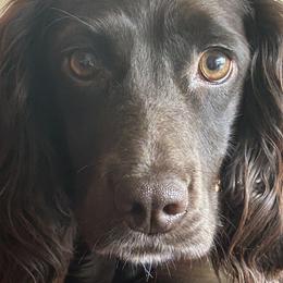 Millie - English Cocker Spaniel