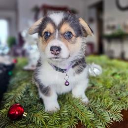 Reggie - Black and tan male Pembroke Welsh Corgi puppy in Fortine, Montana from North Star Pembroke Welsh Corgi's