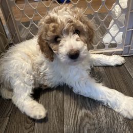 Poodle Puppies from Poodles of New England