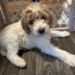 Poodle Puppies from Poodles of New England
