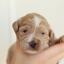 Purple - Apricot female Australian Labradoodle puppy in Williamstown, New York from Lewis Manor Labradoodles