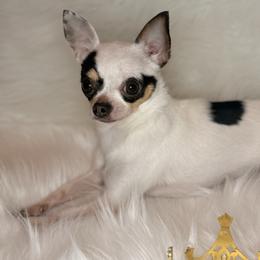 Bunny - Chihuahua