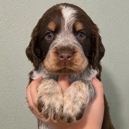 Joker - Tri-Roan male English Springer Spaniel puppy in Fort White, Florida from Thunderbird Springers