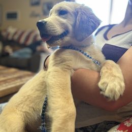 Golden Retriever and Labrador Retriever Puppies from Storm Chasers Retrievers