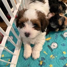 Boy 1 - Red sable male Havanese puppy in Deer Island, Oregon from Andorra