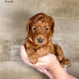 Ivey - Red  female Goldendoodle puppy in Abilene, Texas from Mesquite Kennels