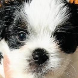 Shih Tzus from Adam Eve Pups CT