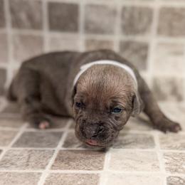 White Collar - Gray and fawn female Cane Corso puppy in Catawba, North Carolina from Catawba Cane Corso