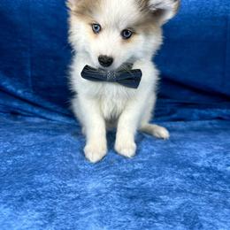 Boy 3 tiny - Silver and white male Pomsky puppy in Leesburg, Virginia from Capital Poms & Pomskies