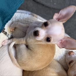Pinto - Cream and white male Chihuahua puppy in Amity, Pennsylvania from Rhoda and Verna