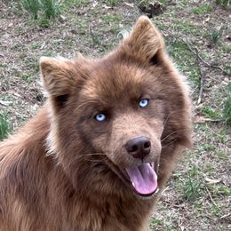 Phoenix - Siberian Husky