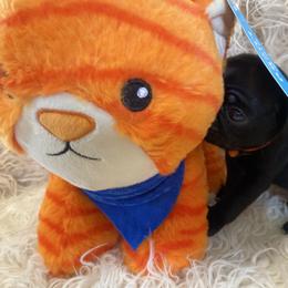 REMI   Orange boy 4 - Black male Pug puppy in Onalaska, Washington from Cupid’s Pugs
