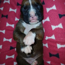 Hannah - Fawn female Boxer puppy in Cannon Falls, Minnesota from Pattys Boxers and Bulldogs