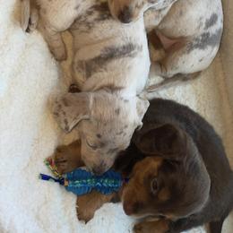 Dachshund Puppies from Our Sweet Dachshund Farm