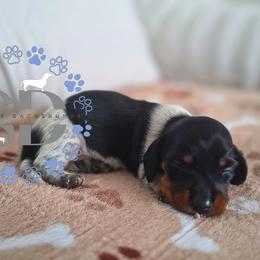 Lincoln - Piebald male Dachshund puppy in Ocala, Florida from Seaside Dachshunds