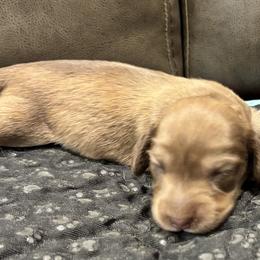 Girl 2 - Cream female Dachshund puppy in Crestview, Florida from Neverending Dachies