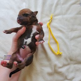 Rhodesian Ridgeback Puppies from Monarch Rhodesian Ridgebacks
