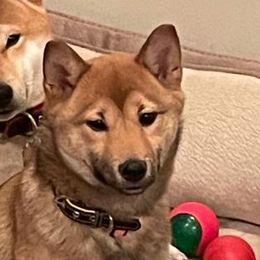 DeeDee - Shiba Inu