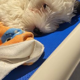 Sealyham Terrier Puppies from Alibi Sealyham Terriers