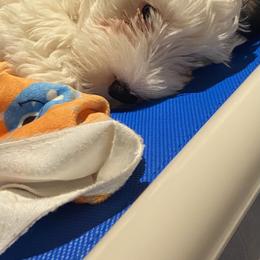 Sealyham Terrier Puppies from Alibi Sealyham Terriers