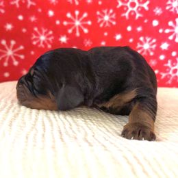 Girl 3 - Black and tan female Gordon Setter puppy in Saint Francis, Minnesota from Jodi's Kennel