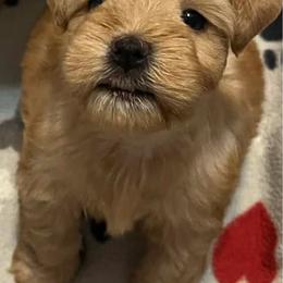 Renegade - Wheaten male Miniature Schnauzer puppy in Grayson, Kentucky from Seventh Heaven Schnauzers