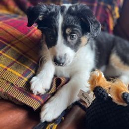 Miniature Australian Shepherd Puppies from Amberwood DD Aussies