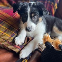 Miniature Australian Shepherd Puppies from Amberwood DD Aussies